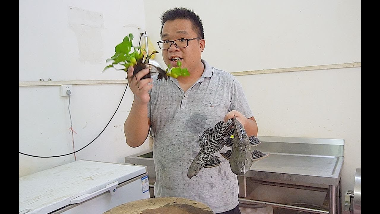 清道夫硬菜來了，肥仔出品哦