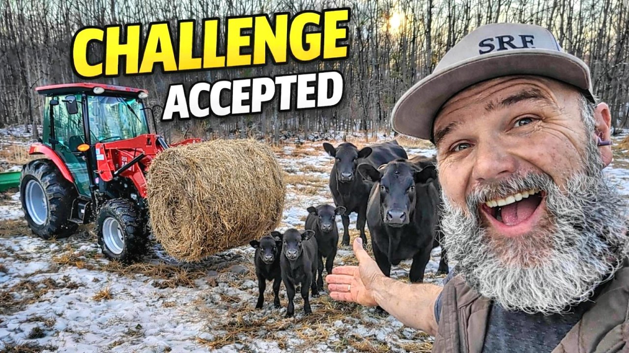 Finally! The cows have been waiting for this!