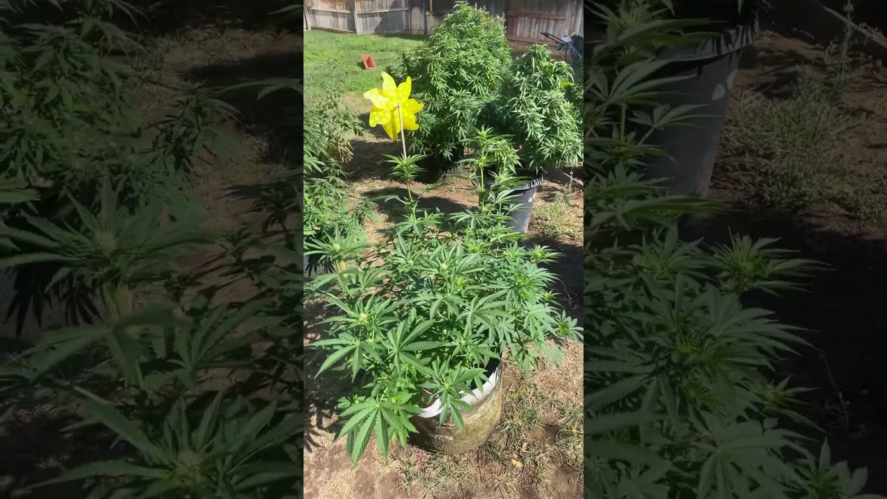Outdoor Bud Grow