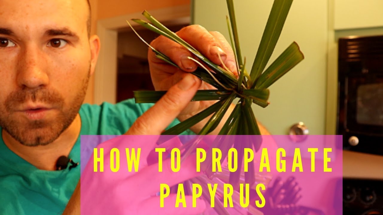 How To Propagate Papyrus🌿/ Colorful Gardener