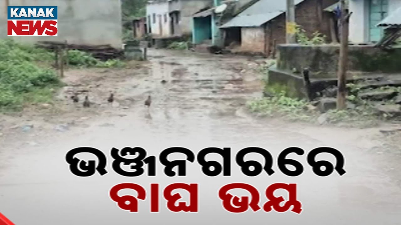Tiger Fear Returns In Ganjam Village | CCTV Installed After Fresh Attacks
