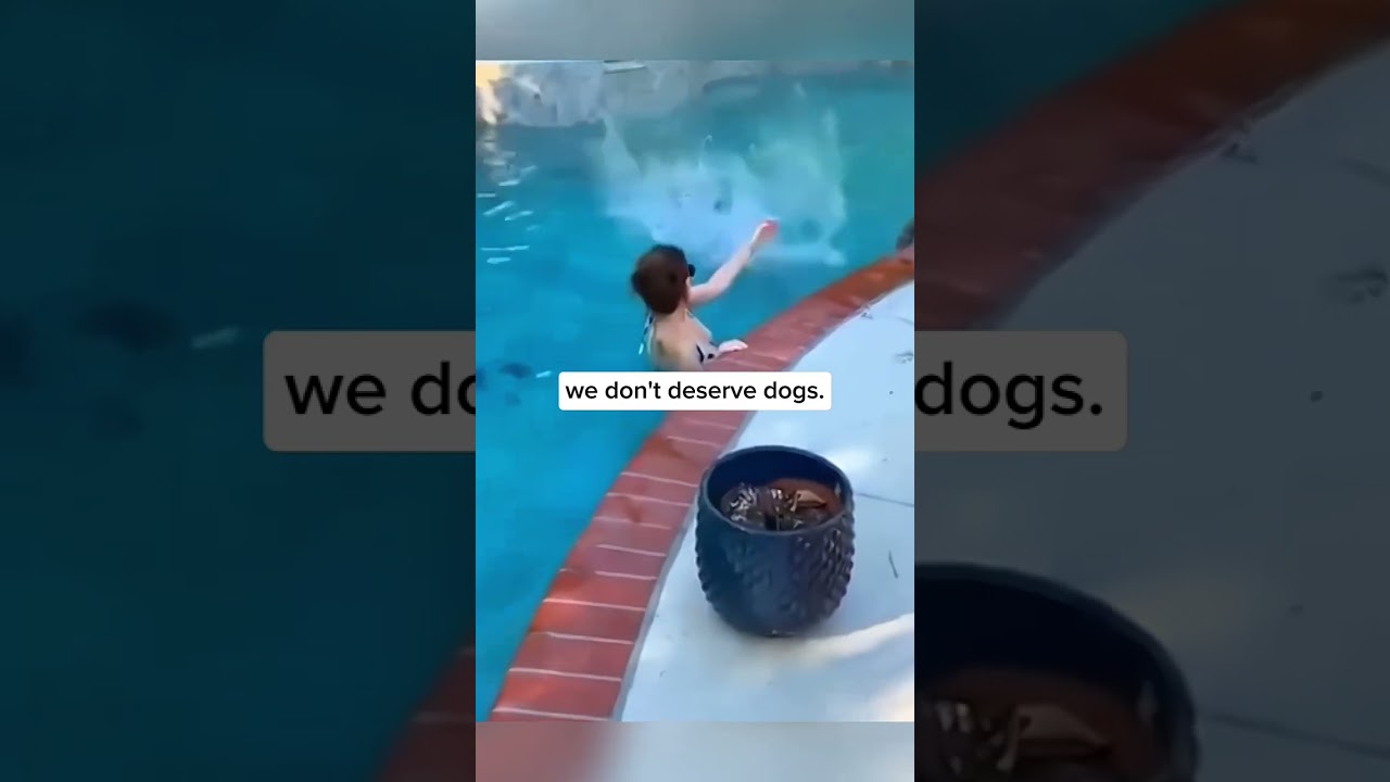 Dogs never stop loving you ❤️