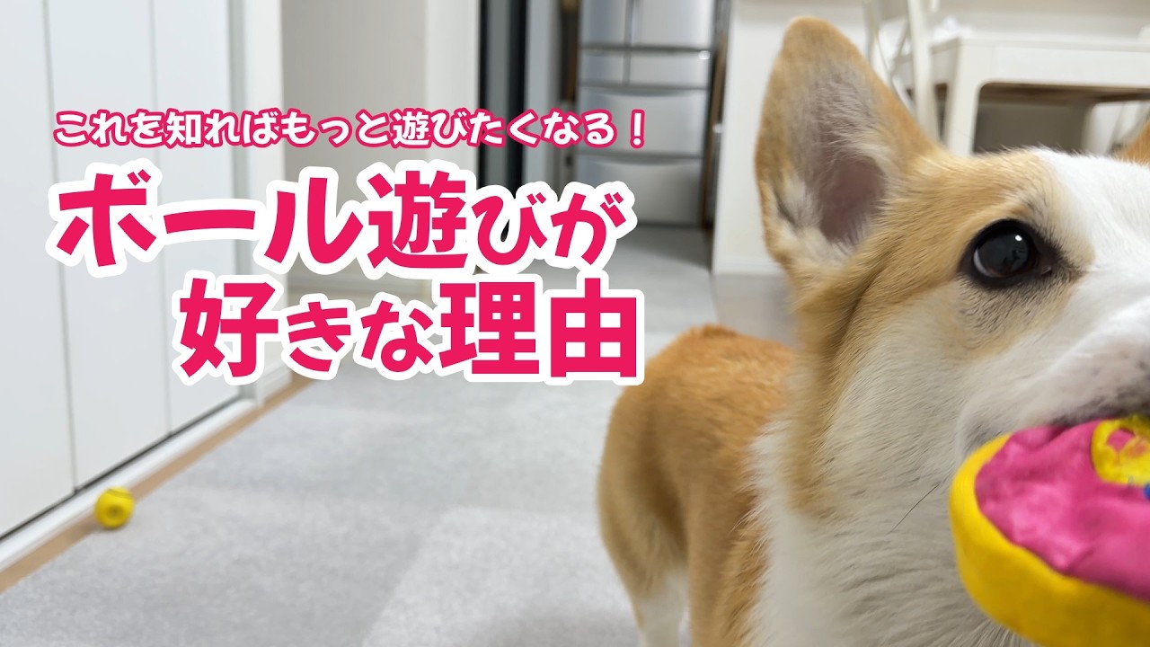 これを知ればもっと遊びたくなる！犬がボール遊びを好きなワケ【コーギー・ダックス】