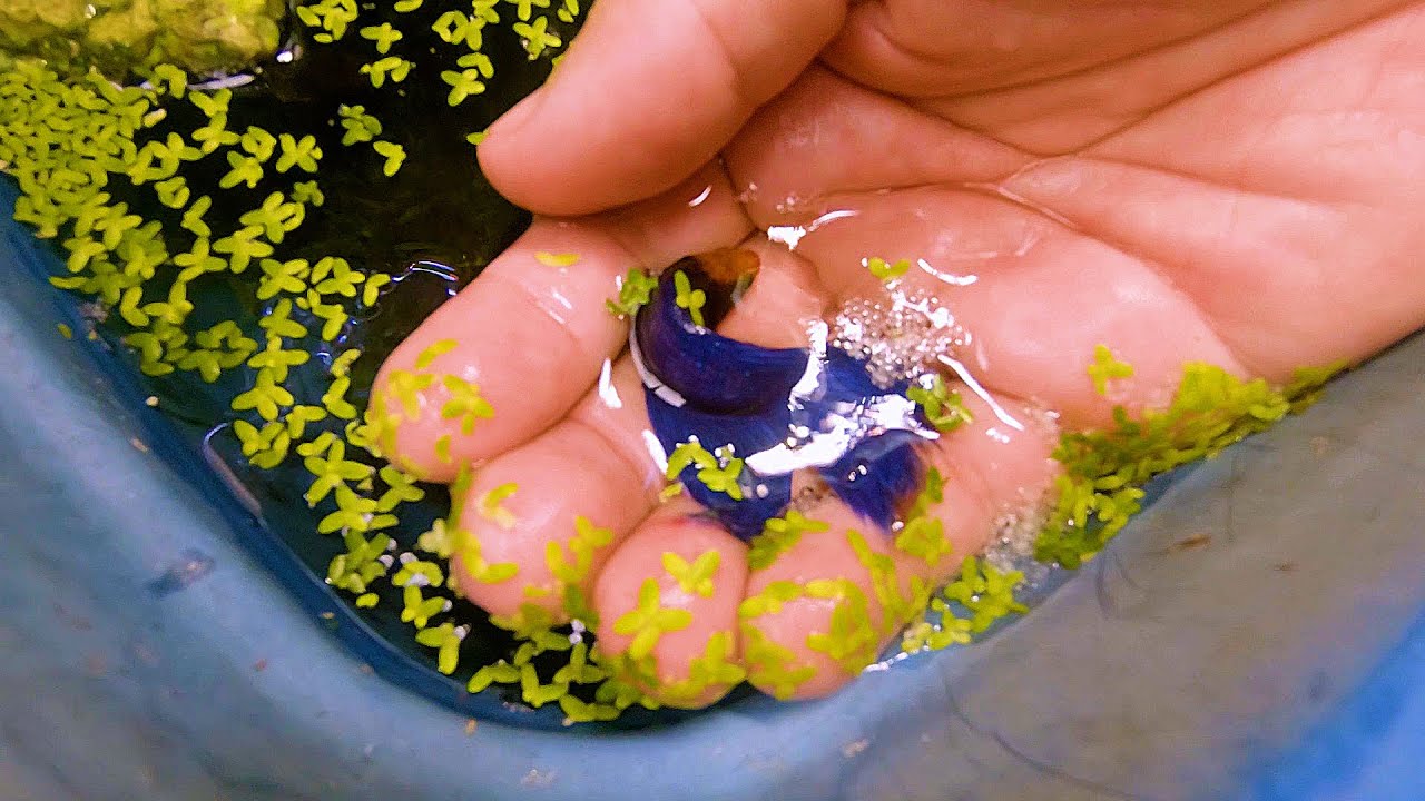 BETTAS DE LINHAGEM DIRETO DA PISCICULTURA - PREÇOS - REPRODUÇÃO E MANEJO