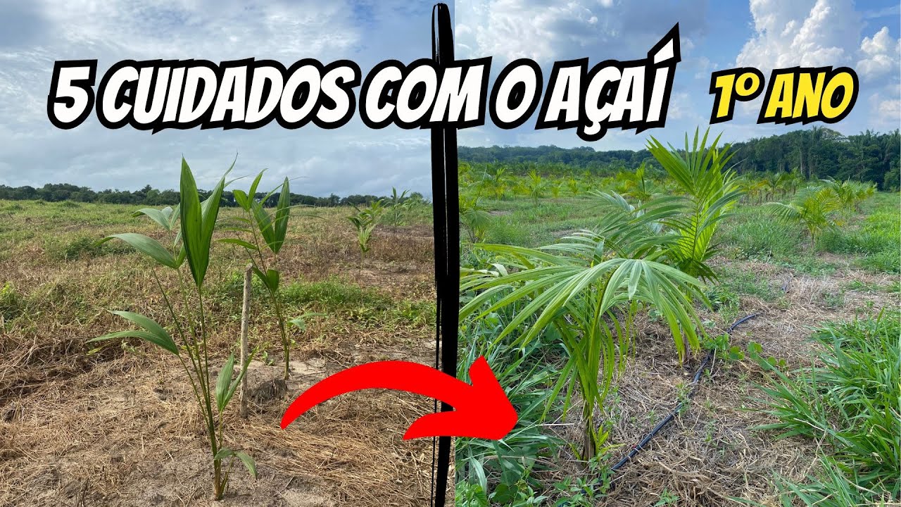 Como cuidar do açaí no PRIMEIRO ANO