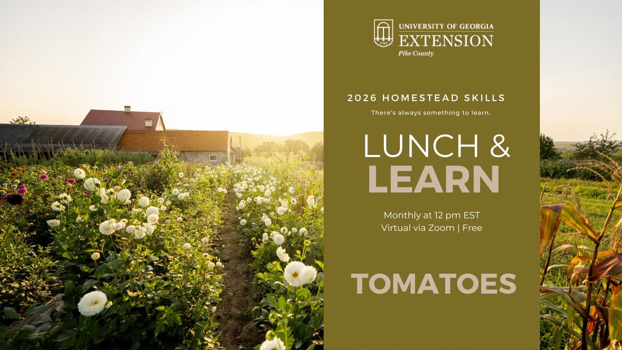 Lunch and Learn: Tomatoes