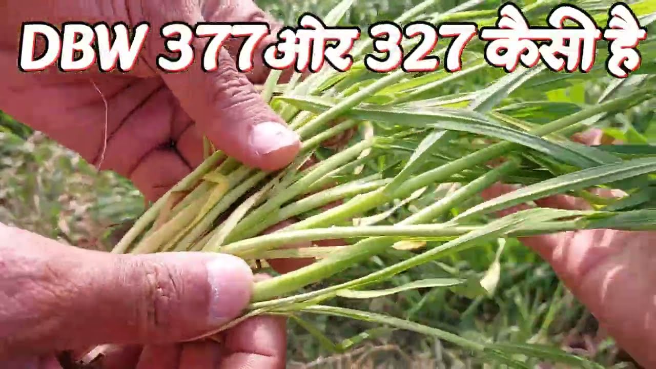 DBW 377 ओर 327 किस्म 50 दिन पर / सुपर सीडर से बुआई बाला गेहूँ 