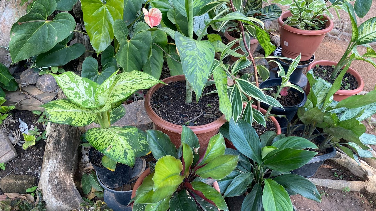 Plantas de sombra ou meia sombra lindas folhagens e cores 