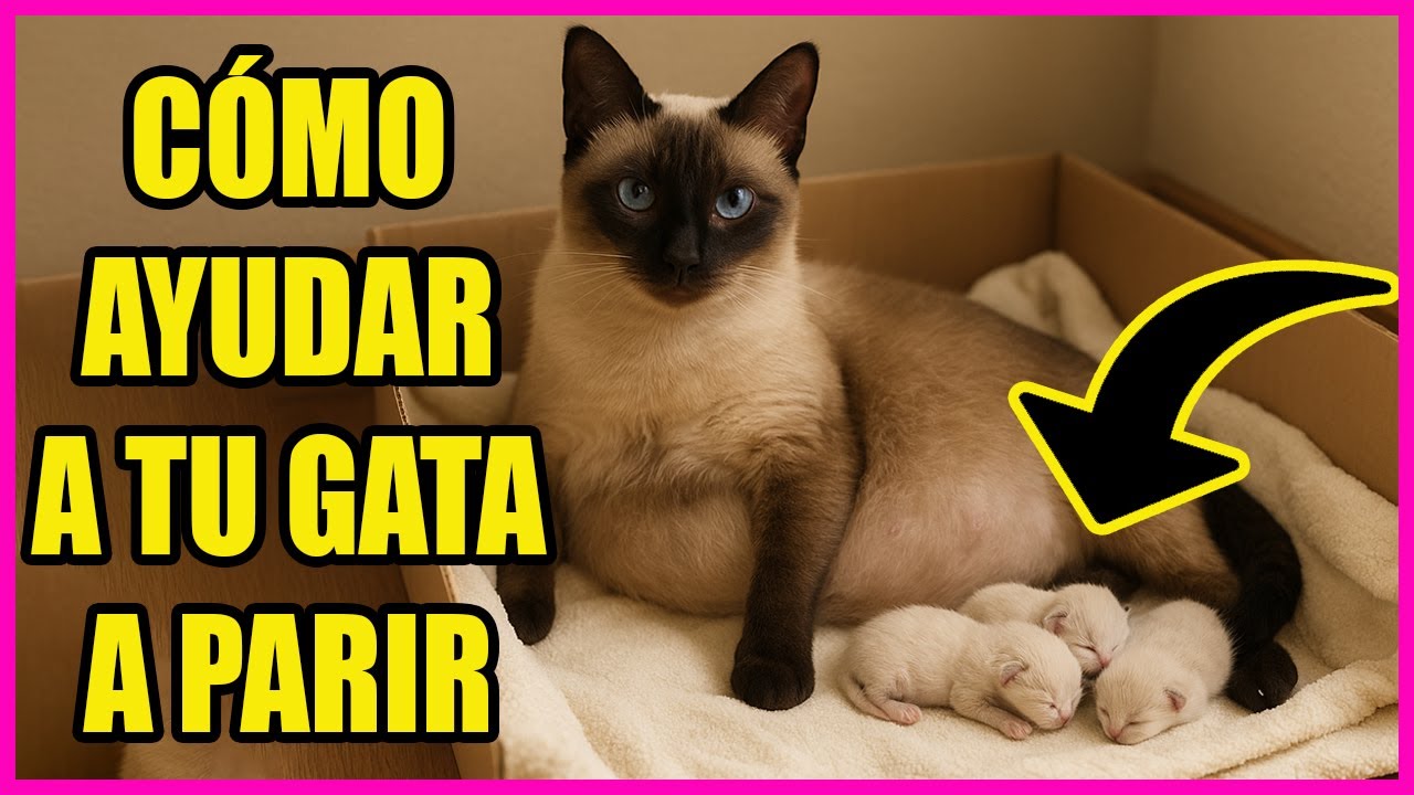Cómo AYUDAR a Tu GATA a PARIR y TODOS Sus CUIDADOS