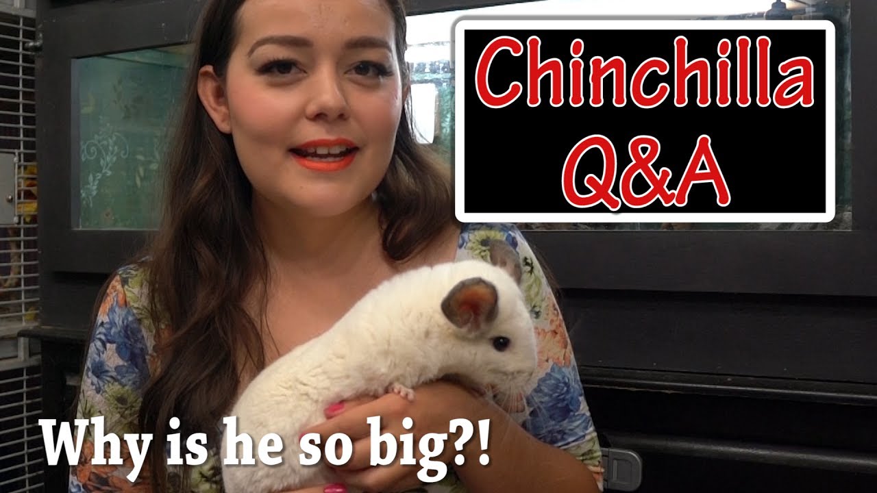 Chinchilla Q&A