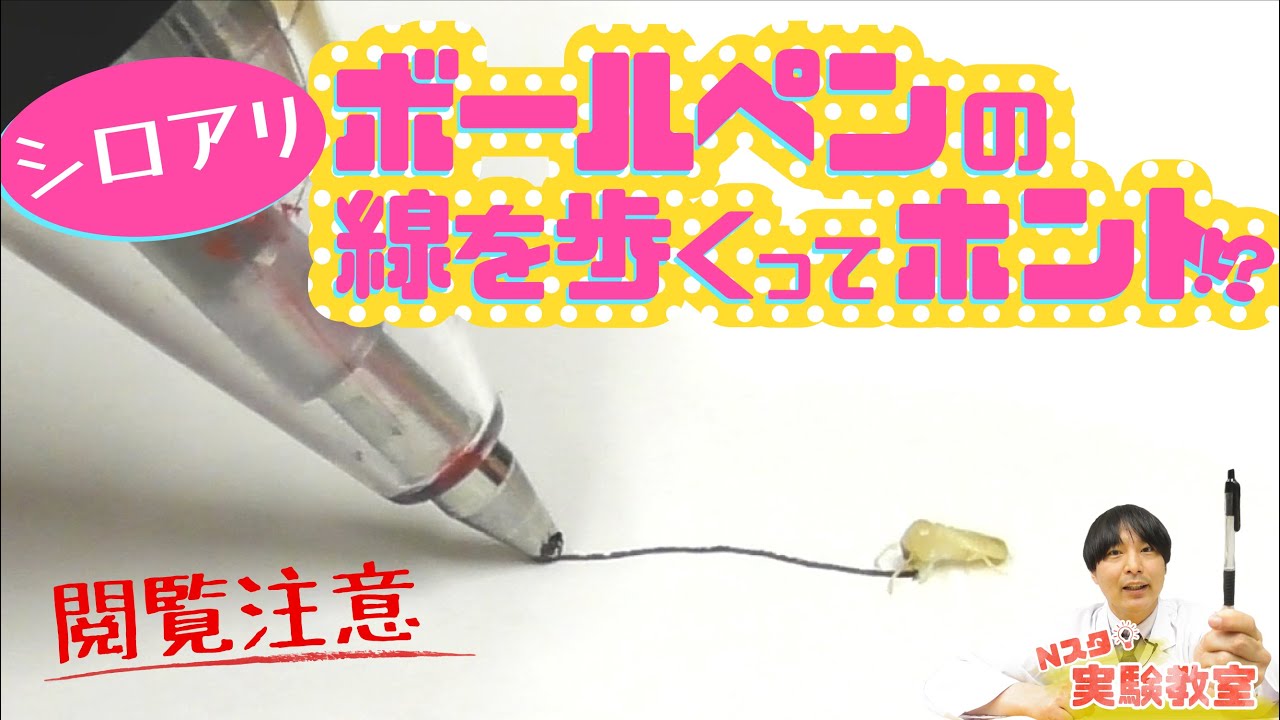 《閲覧注意！》【Ｎスタ実験教室】検証！シロアリ実験🐜