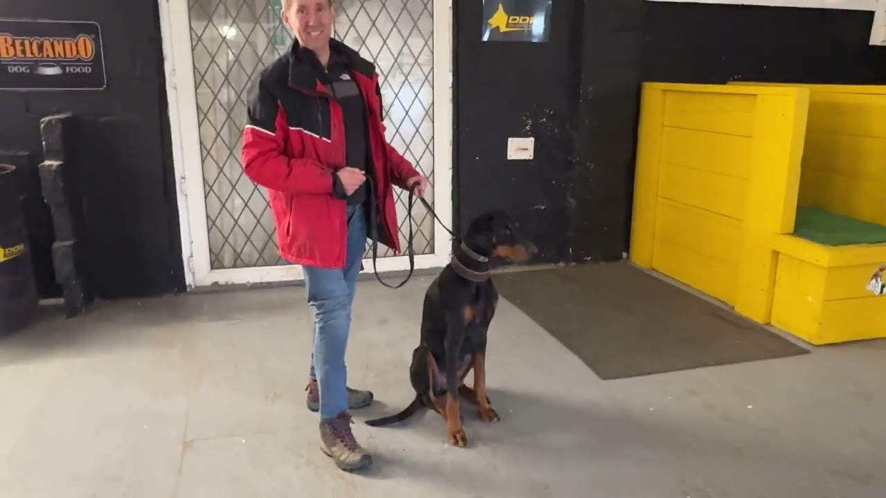 Highly Reactive Doberman Dog on Dog Aggression! Respecting the handler