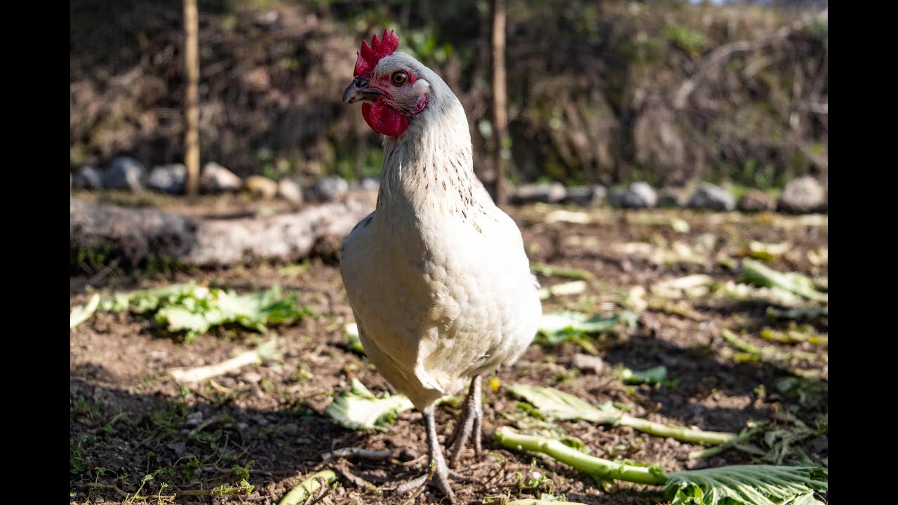 We build a chicken coop  - Off Grid Living