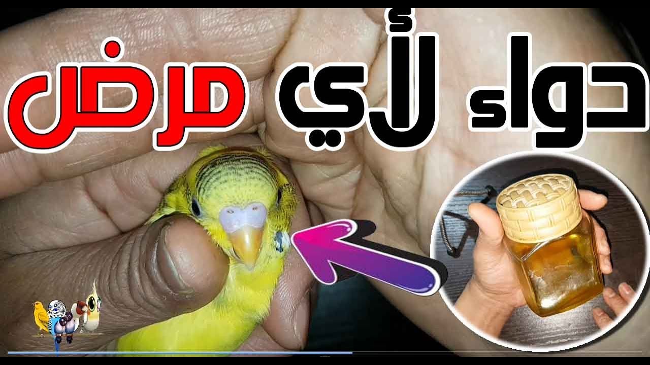 هذا هو دواء الحالات الإستعجالية لجميع الطيور / قم بتحضيره بنفسك في المنزل