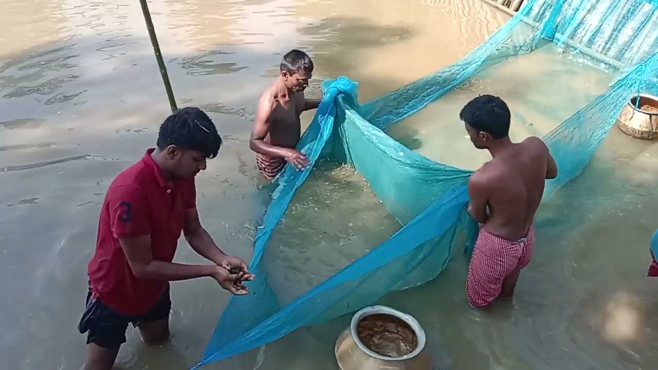 Scientific Fingerling Harvesting Technique