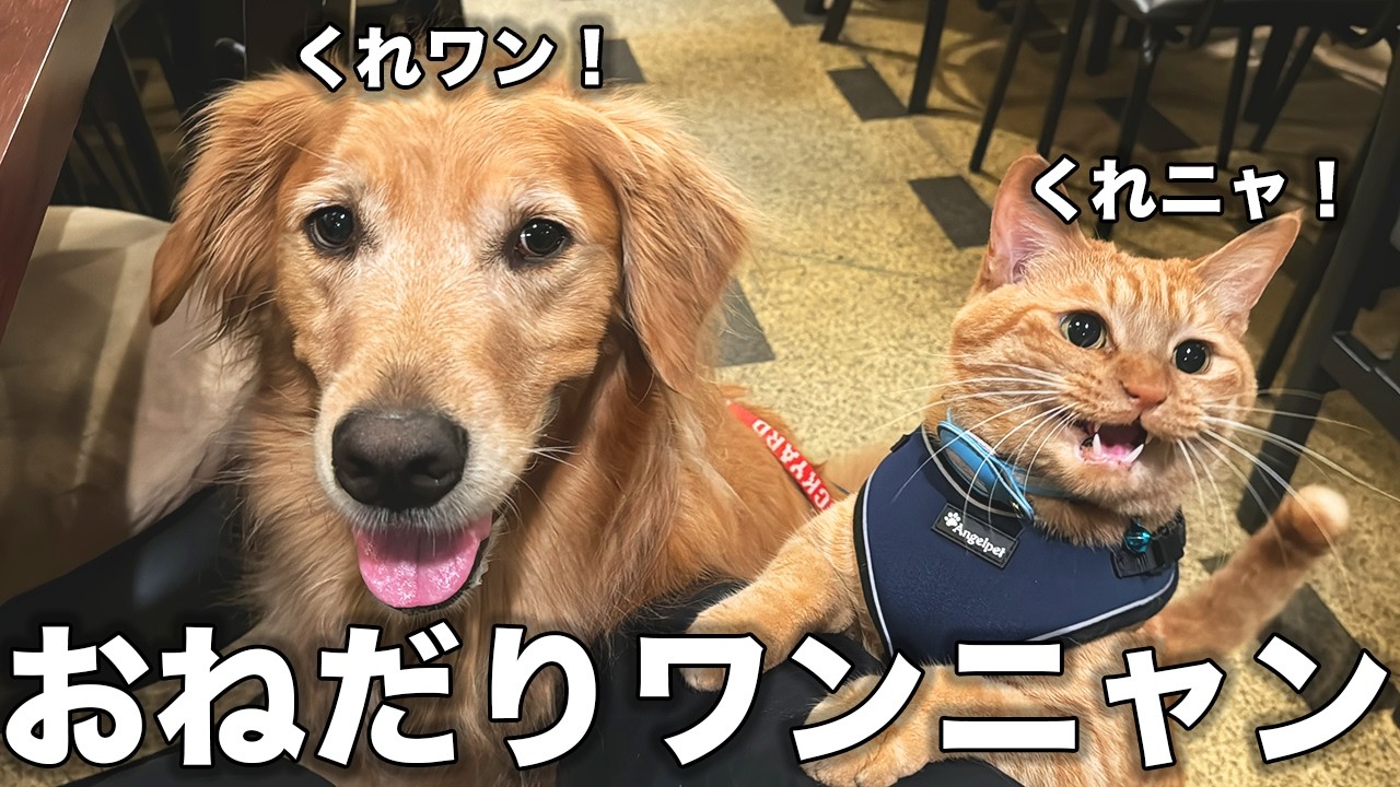 【倶知安・室蘭】一緒に居酒屋に行ける家族が居るって幸せ。。。【車中泊】
