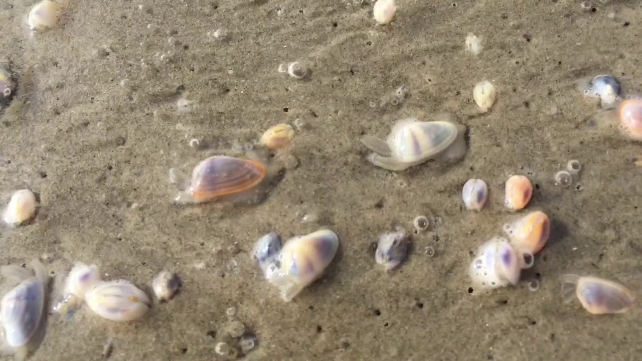 Coquina Clams
