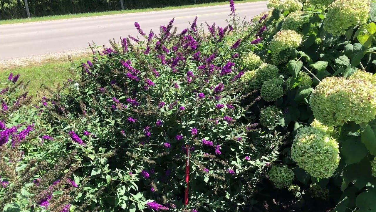 Miss Violet Butterfly Bush | gardencrossings.com