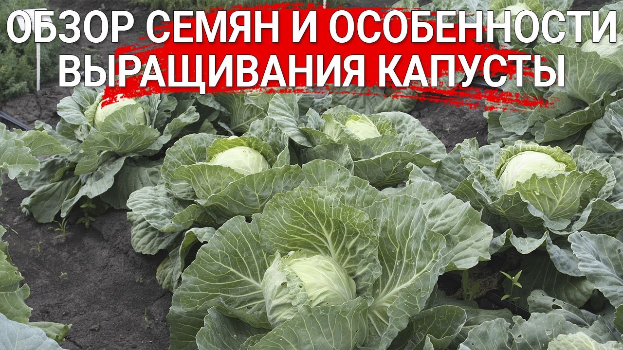 Обзор семян и особенности выращивания капусты