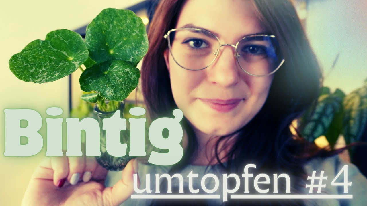 Bintig - Günstige Pflanzen oder teurer Kompost? - Umtopfen #4