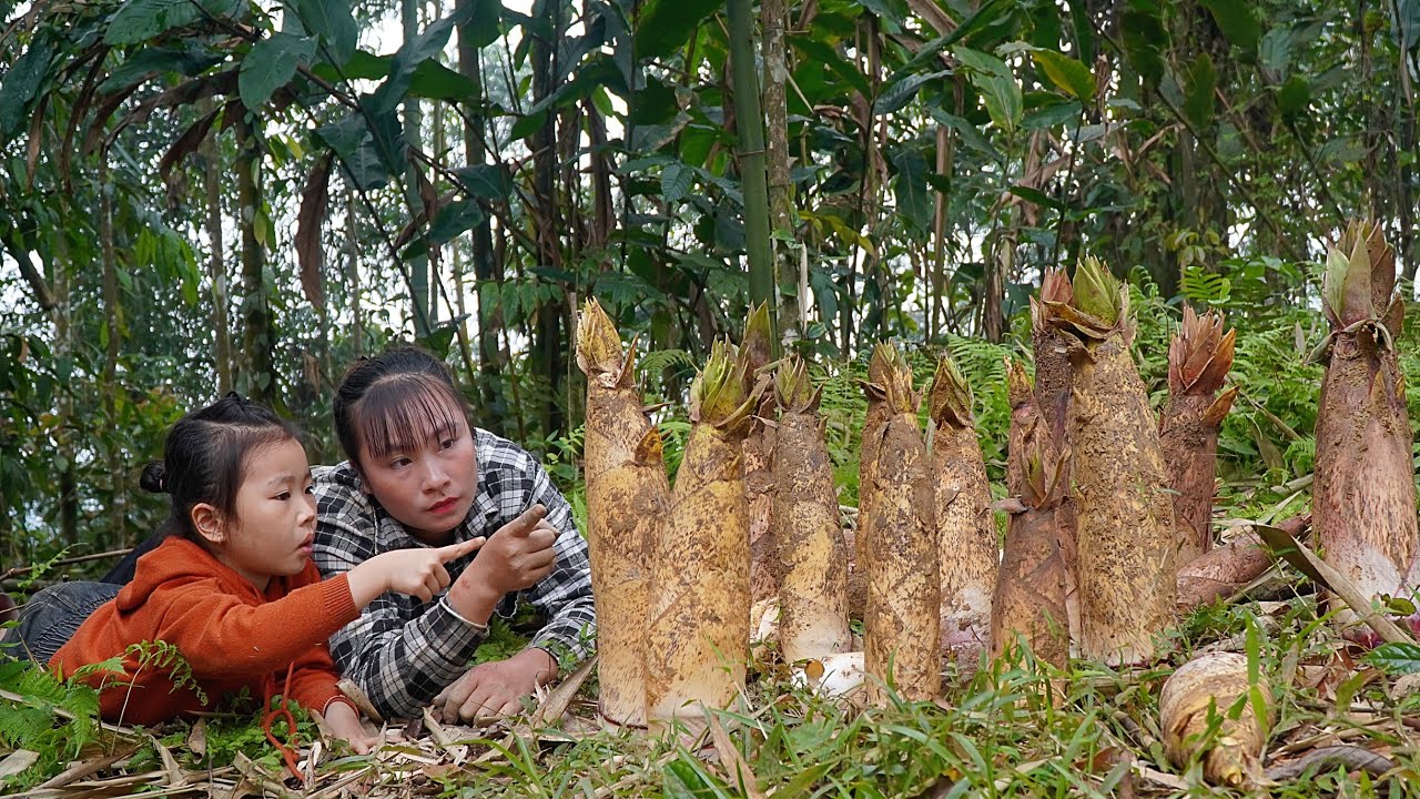 My daughter's injuries from falling off her bicycle, Harvest bamboo shoots to sell | Lý Tiểu Vy