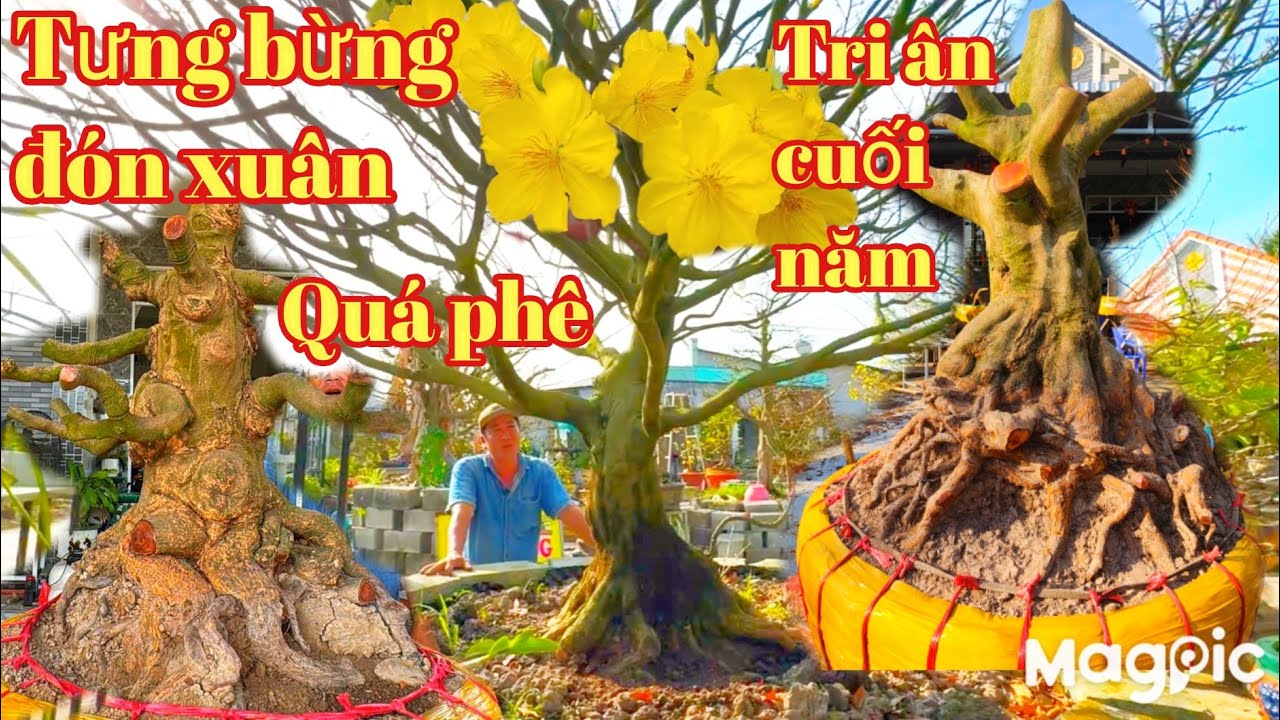A Trung 👉 Zalo 0978272557 Bùng nổ cây mai vàng chơi tết,tứ quý giá cực rẻ tại ĐT tết 2026.