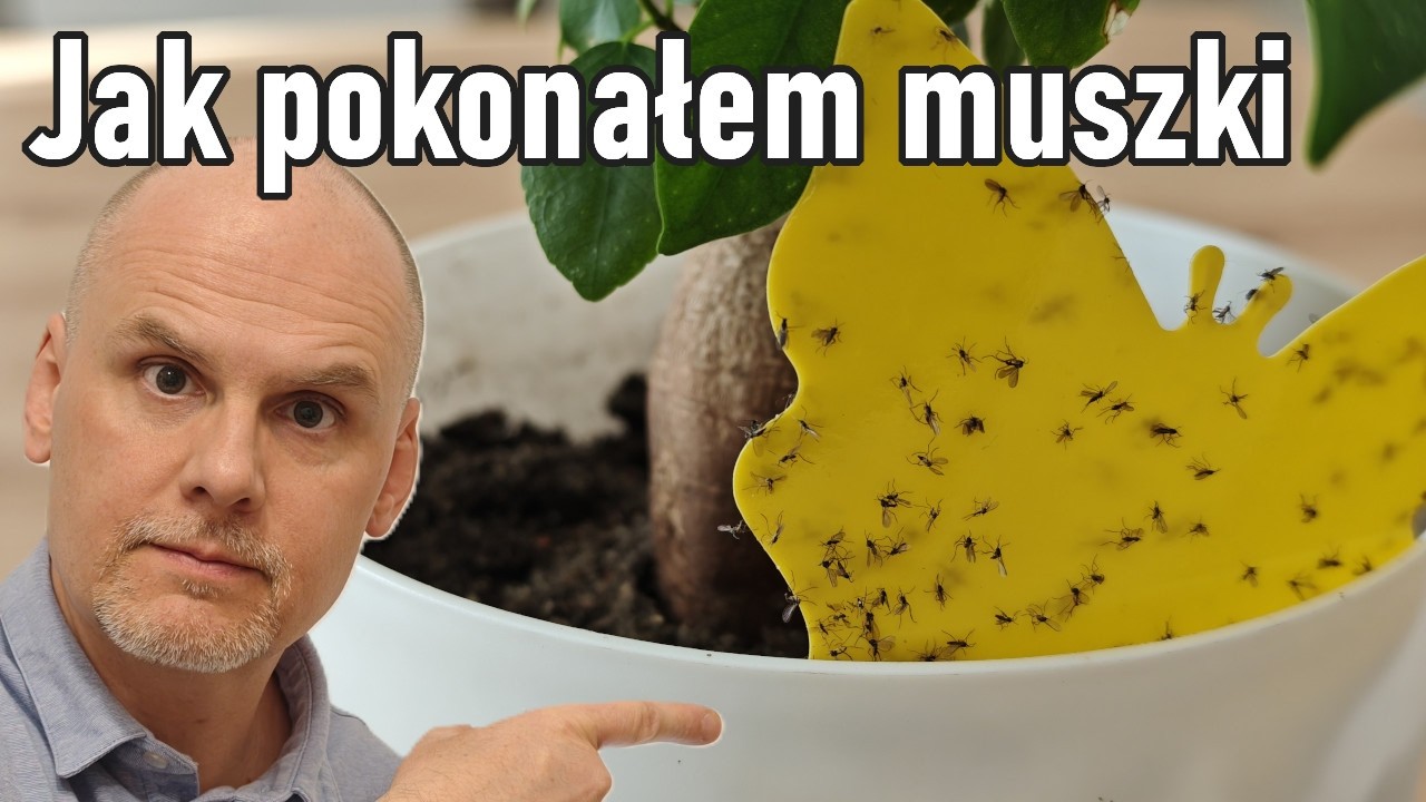 Tak zwalczysz ziemiórki w jeden dzień!