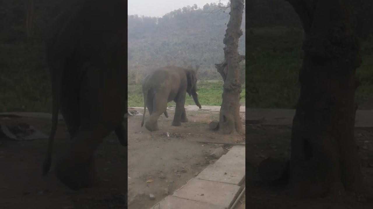 #Elephant Attack#Short video#animal shorts#2023shorts #youtube #viral shorts