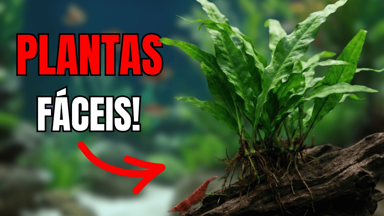 RANKING das MELHORES Plantas Fáceis para Aquário Sem Dor de Cabeça