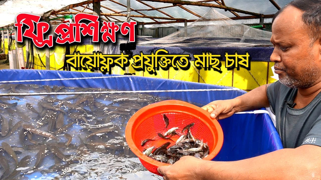 বায়োফ্লক প্রযুক্তিতে মাছ চাষ। ভিয়েতনামের শোল , টেংরা , মাগুর , পাবদা মাছের পোনা চাষ
