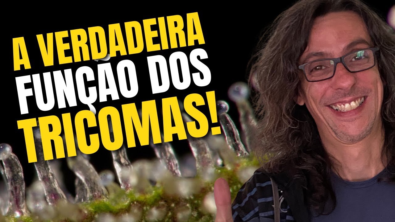 Quando Voc&ecirc; Entende Isso... Seu Jogo Muda No Cultivo!