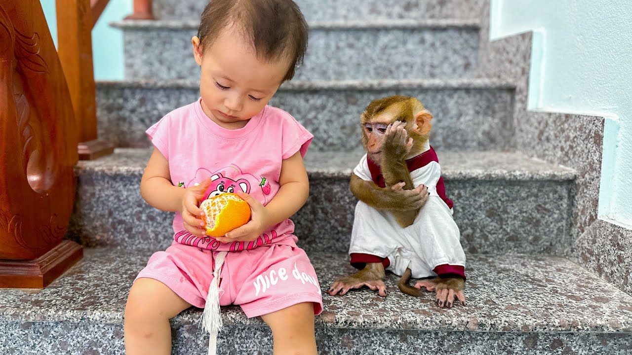 Monkey Kaka's actions waiting for Diem to peel the orange is so cute
