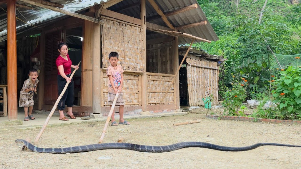 A giant snake appeared in a single mother's yard.DANG THI DU