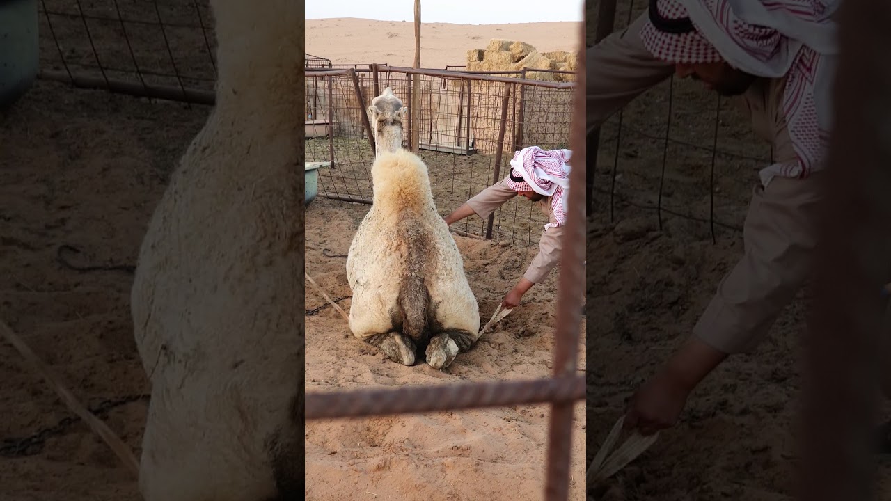 كيف تم علاج بعير مريض ' ارتفاع الحرارة ، وإمساك ' / القصيم- المذنب