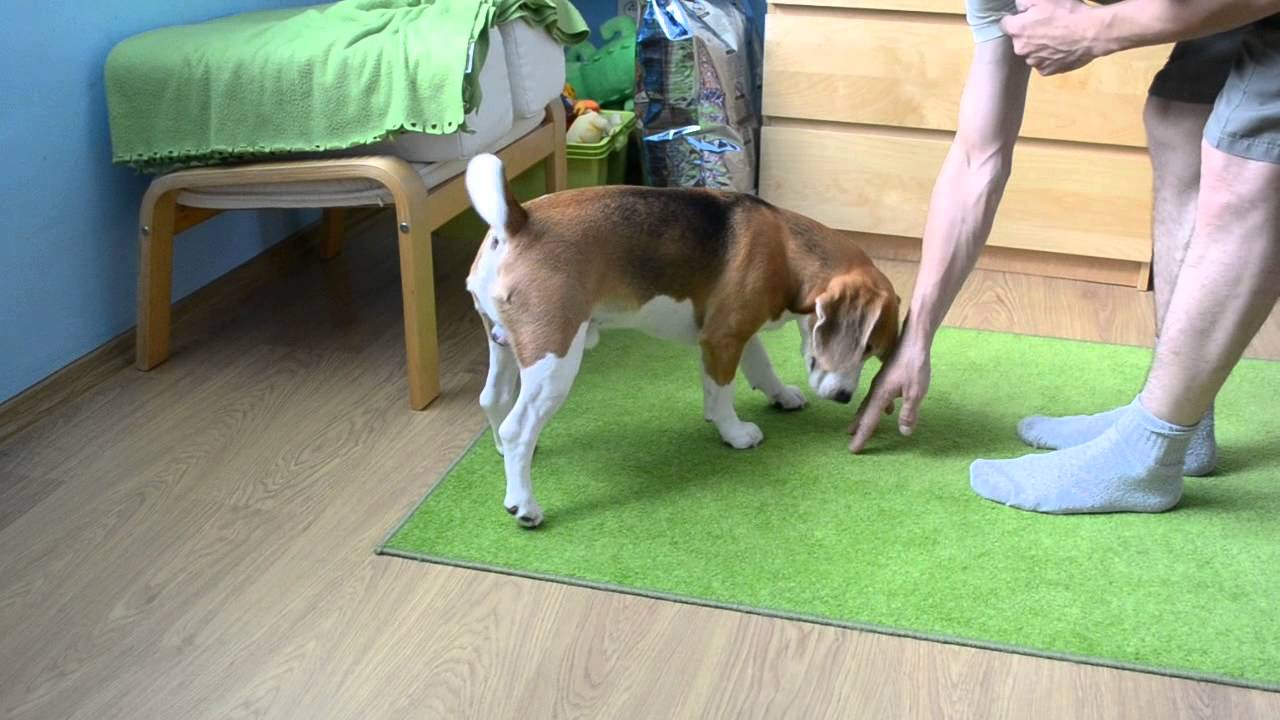 Tofik sztuczki beagle cz.2