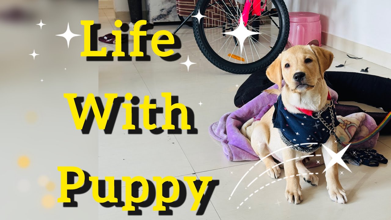 Naughty Puppy Oscar Stealing Hearts ❤️ | Cute Masti, Learning & Family Attachment