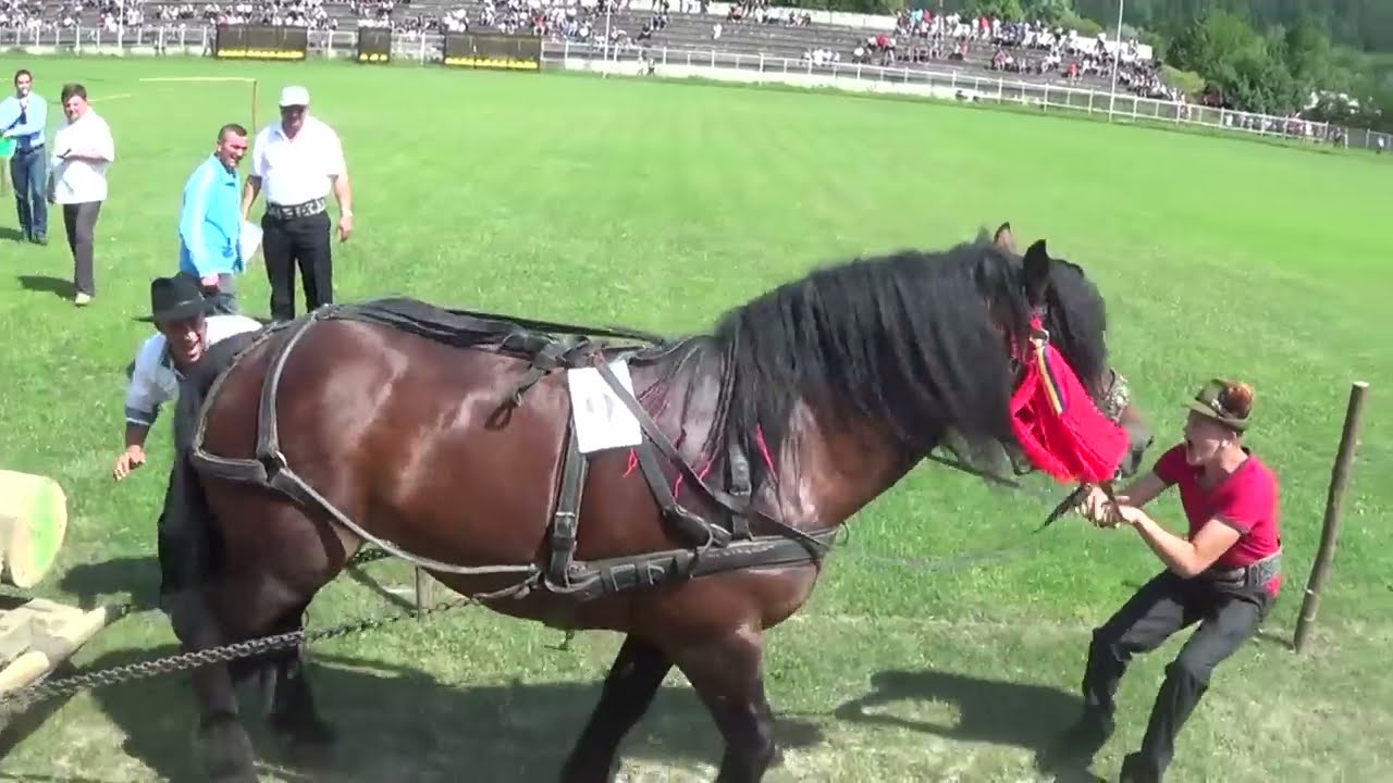Concurs CAI DE TRACȚIUNE (Gura Humorului, Bucovina, România)