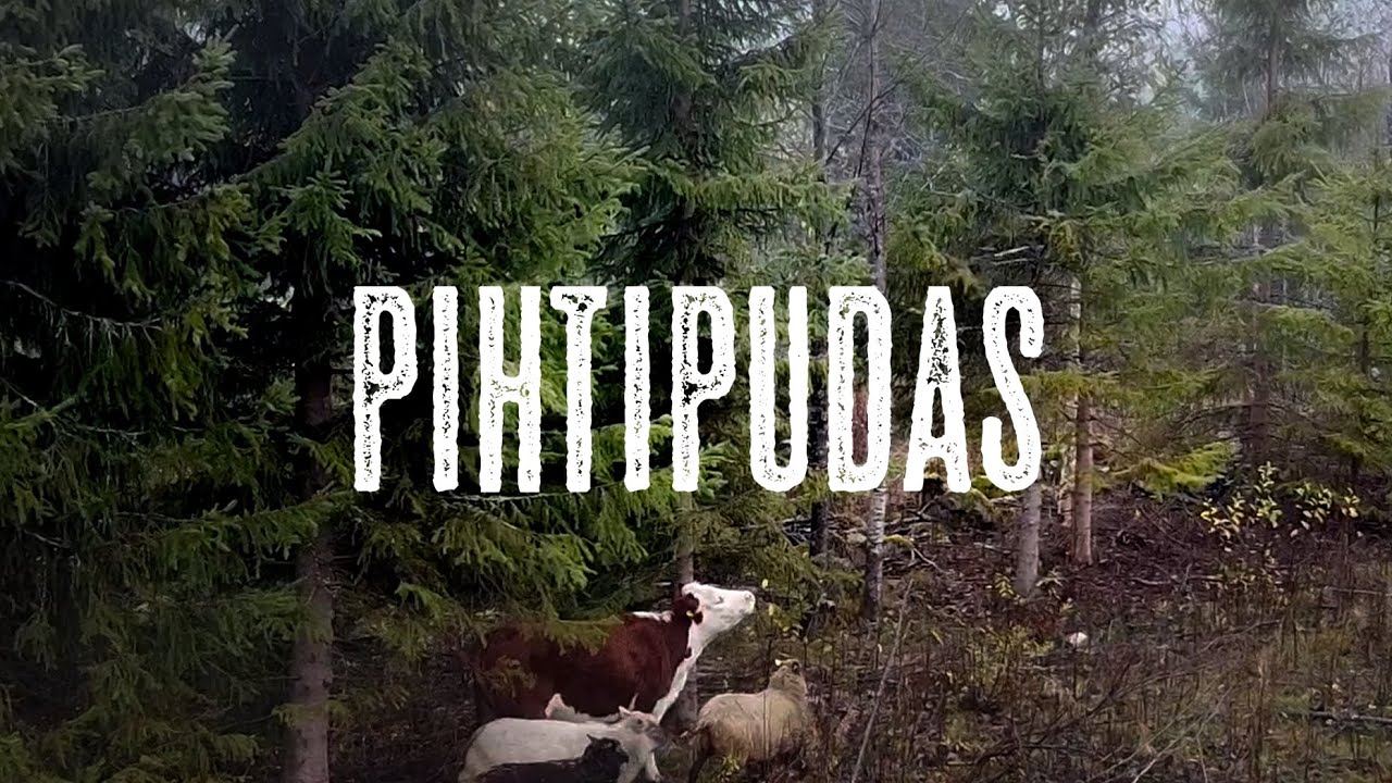 Minun kotikuntani: Pihtipudas
