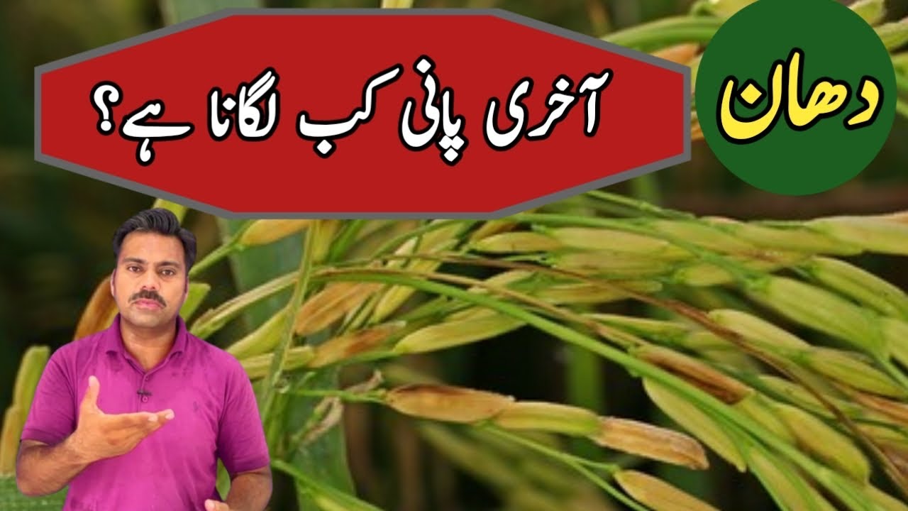 Last irrigation in paddy field | Last watering time in rice field | Abid Ali Agrarian