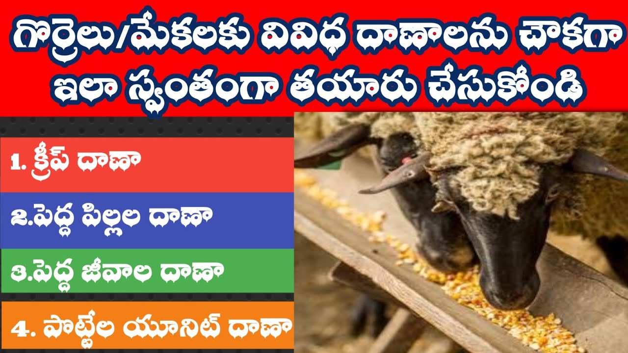 Low cost rations for Sheep & Goat-Creep feed preparation-Adult feed-Ram Lamb Fattening Feed formulas