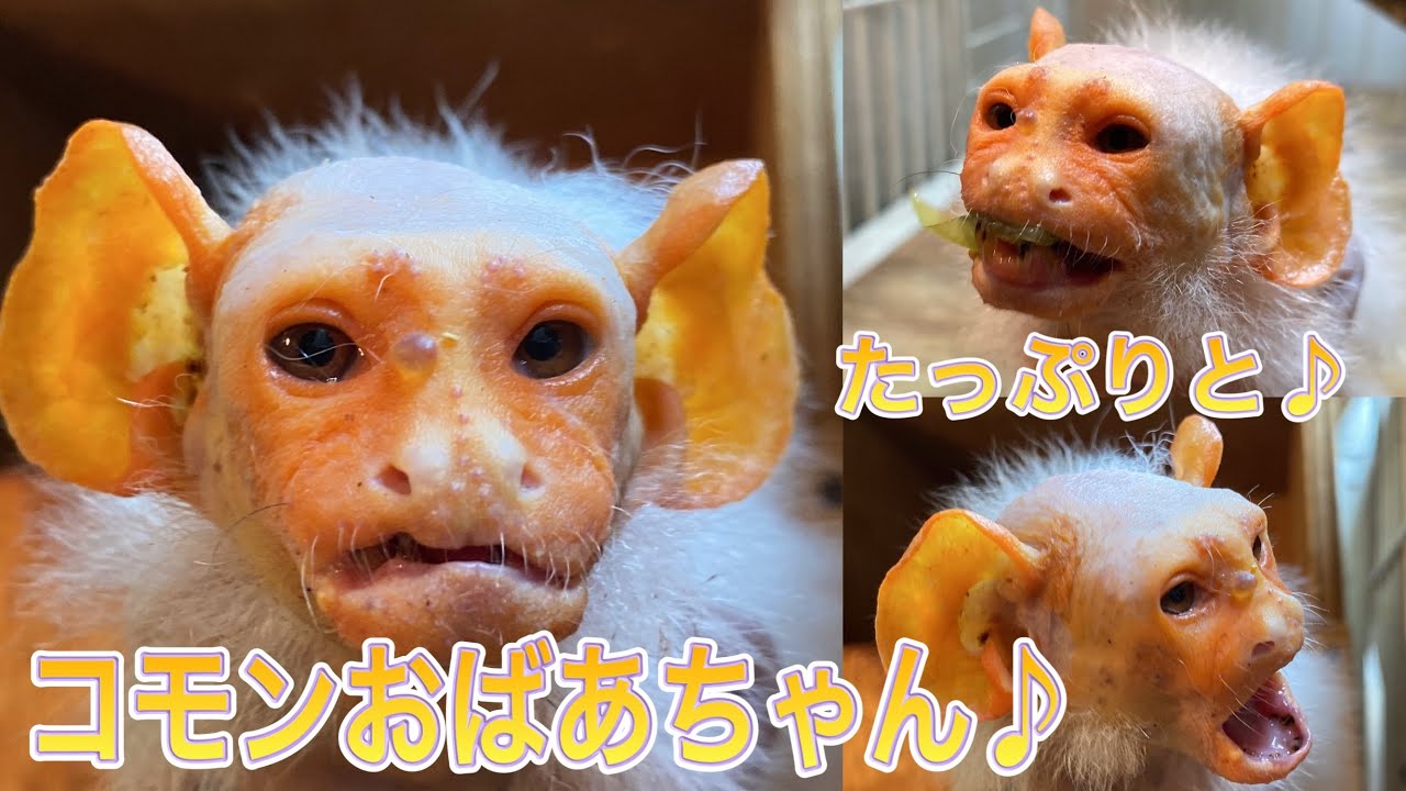 【敬老の日直前企画】もはや仙人！！寿命の倍以上も長生きしている小型猿のコモンおばあちゃん♪
