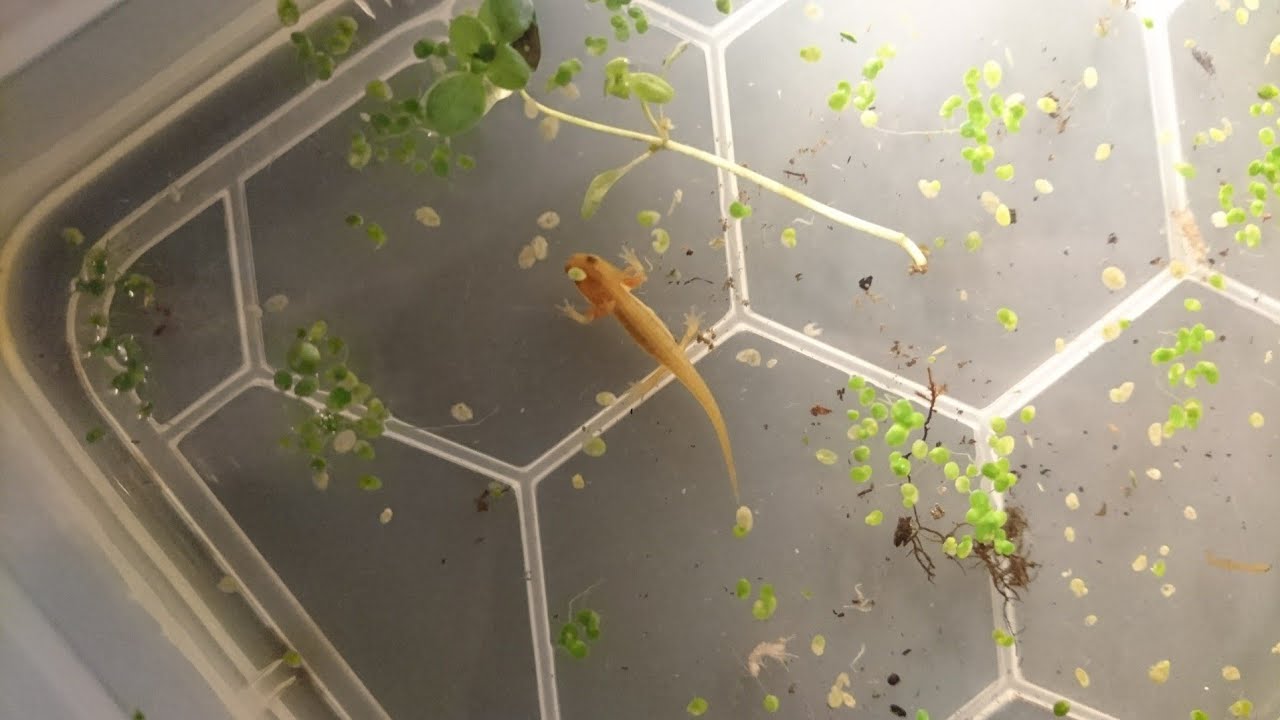 Raising a BABY NEWT + Feeding The Sticklebacks!