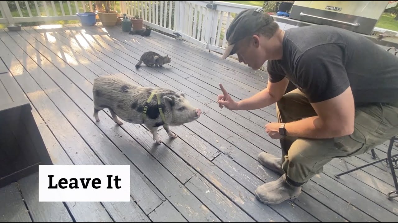 Mr. Banks' Therapy Pig Test