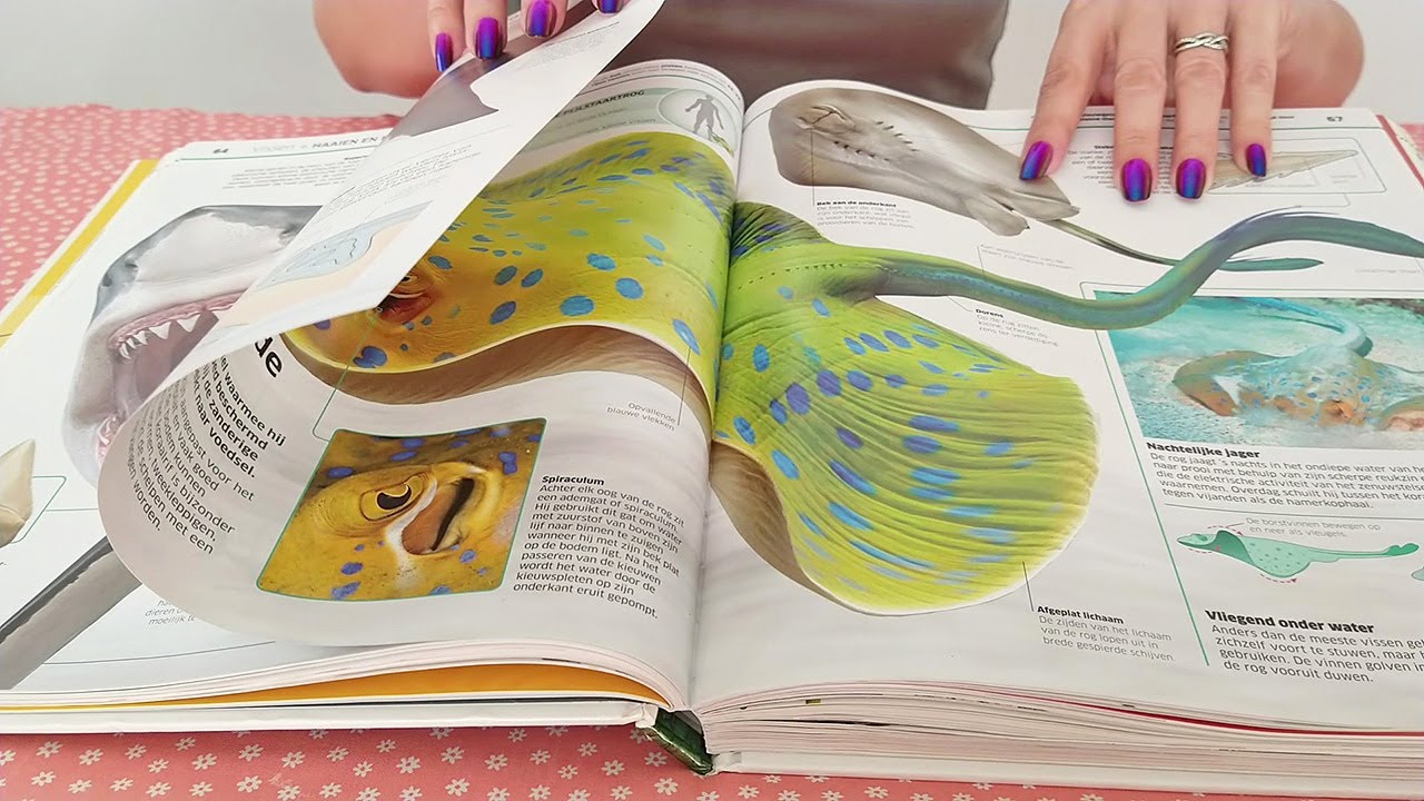 ASMR Page Squeezing and Tracing (Animal Encyclopedia) • No Talking