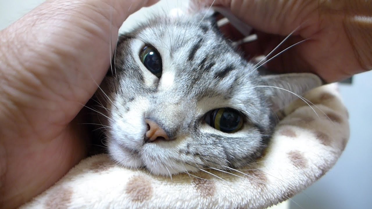 耳が痒かった猫 耳掃除でスッキリ