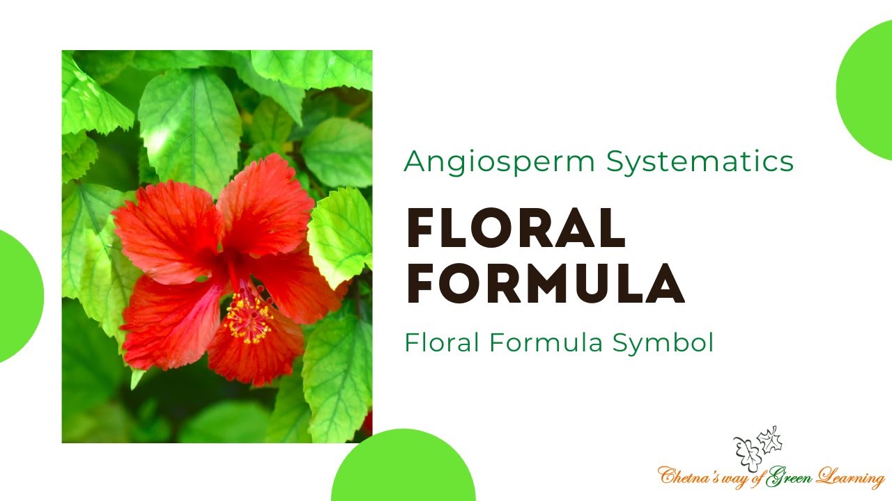 Floral formula I Symbol floral formula