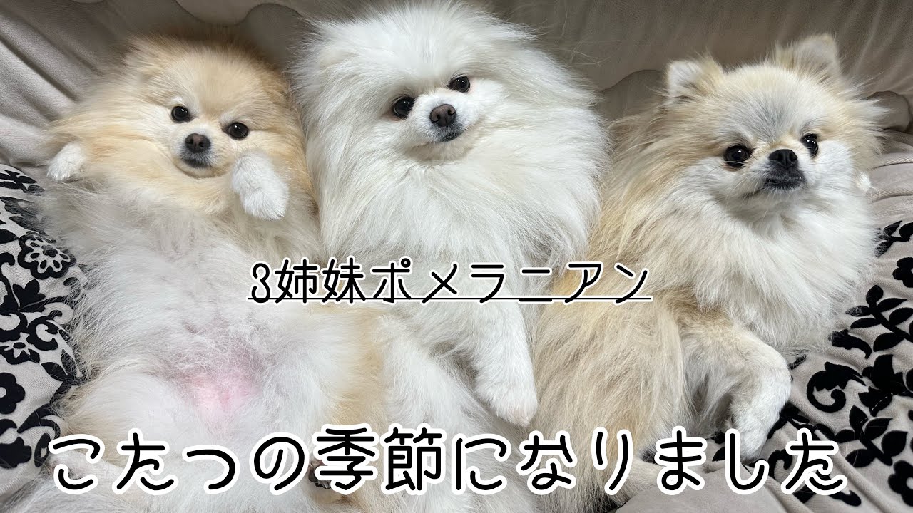 ポメラニアンも寒くなるとこたつで丸くなるようです
