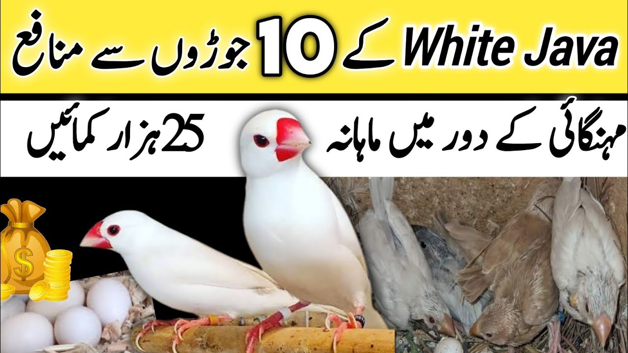 White Java 10 Pairs se Munafa | java sparrow breeding business feasibility