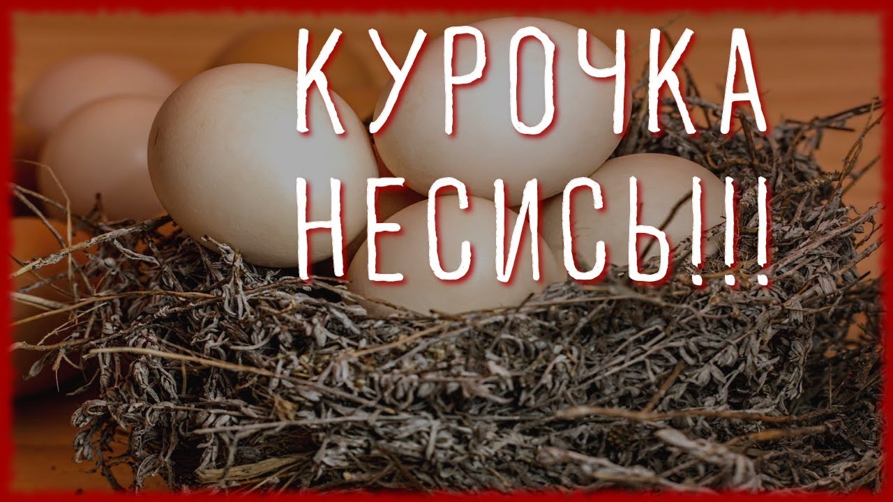 10 СОВЕТОВ ЧТОБЫ КУРЫ неслись ЗИМОЙ КАК ЛЕТОМ. #2. Чем кормить кур чтобы хорошо неслись?