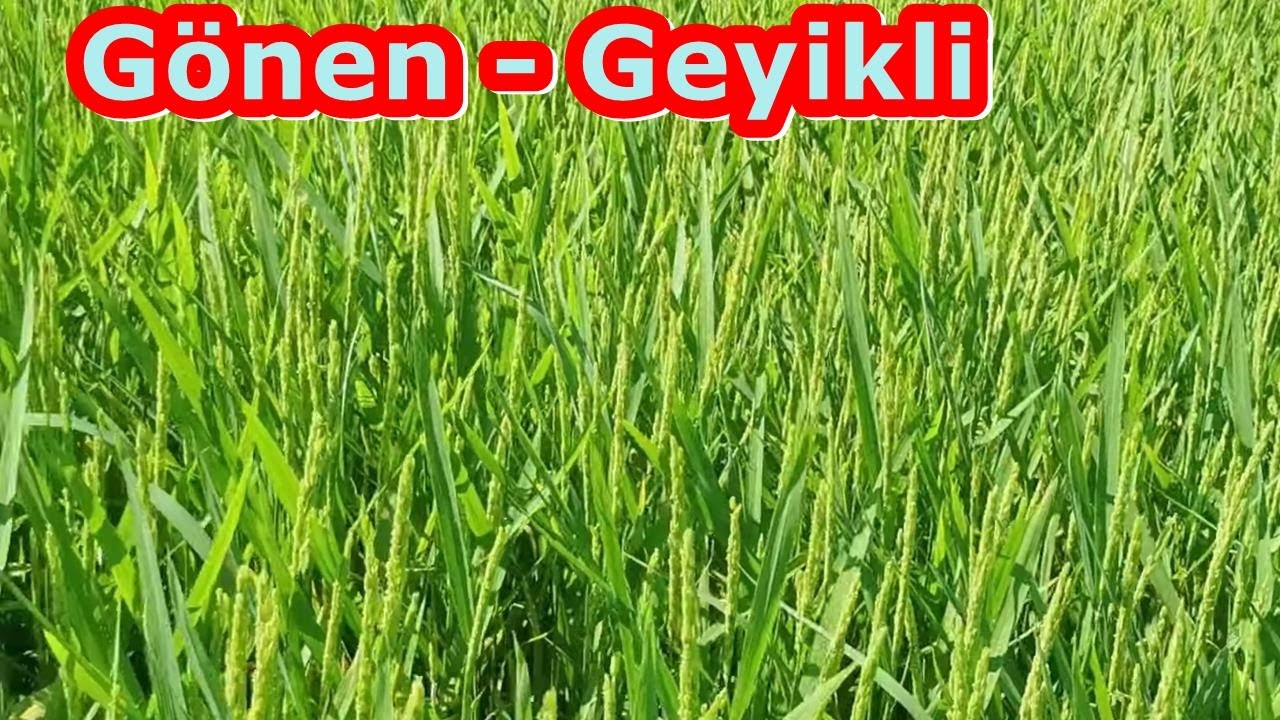 Gönen - Yanık Çeltik Bu Hale Geldi - 15 Kardeş Yaptı - Yapraklar Tertemiz - Başaklar Sağlıklı